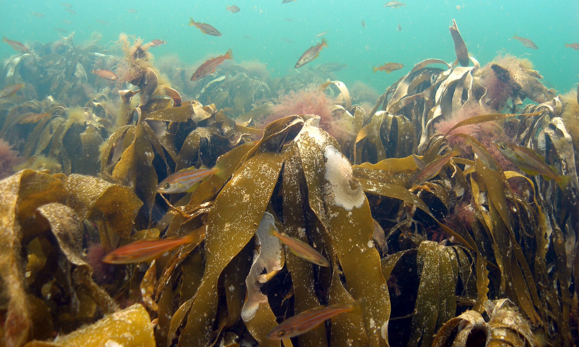 Huge Relief After Momentous Decision On The Future Of Scotlands Kelp Forests 2000X1200